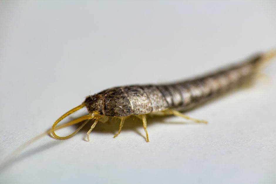 Silverfish